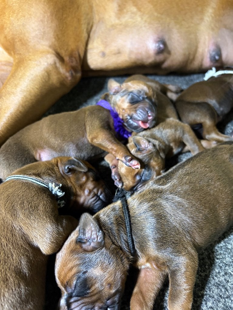 Rhodesian Ridgeback Puppies kennel Majaliwa, Overige rassen, 8 tot 15 weken, Meerdere, Meerdere dieren