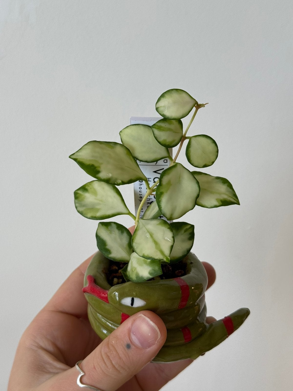 Hoya Heuschkeliana variegata, Huis en Inrichting, Ophalen of Verzenden, Halfschaduw, Minder dan 100 cm