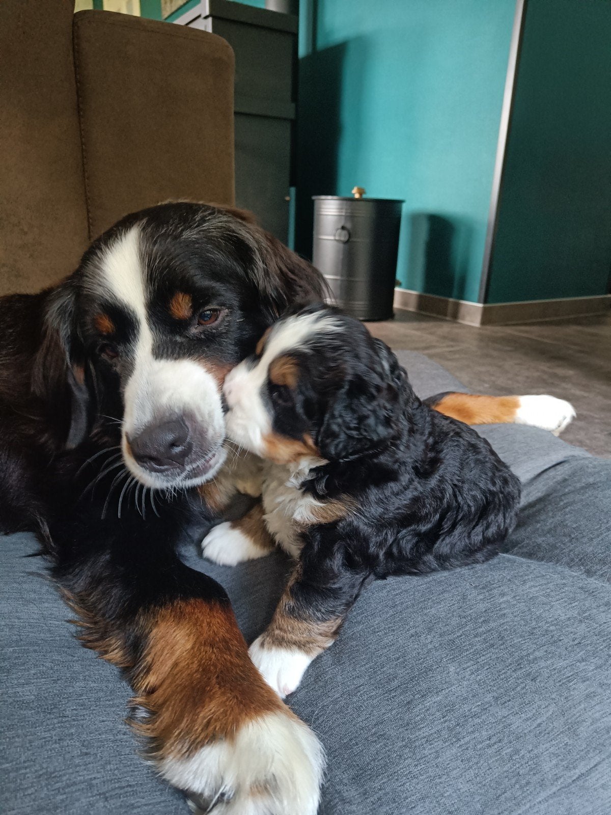raszuiver Berner Sennen teefje, 8 tot 15 weken, Teef, Eén hond, Nederland
