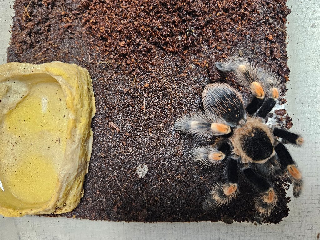 Brachypelma Hamorii Mexicaanse roodknievogelspin, Dieren en Toebehoren, Spin of Schorpioen