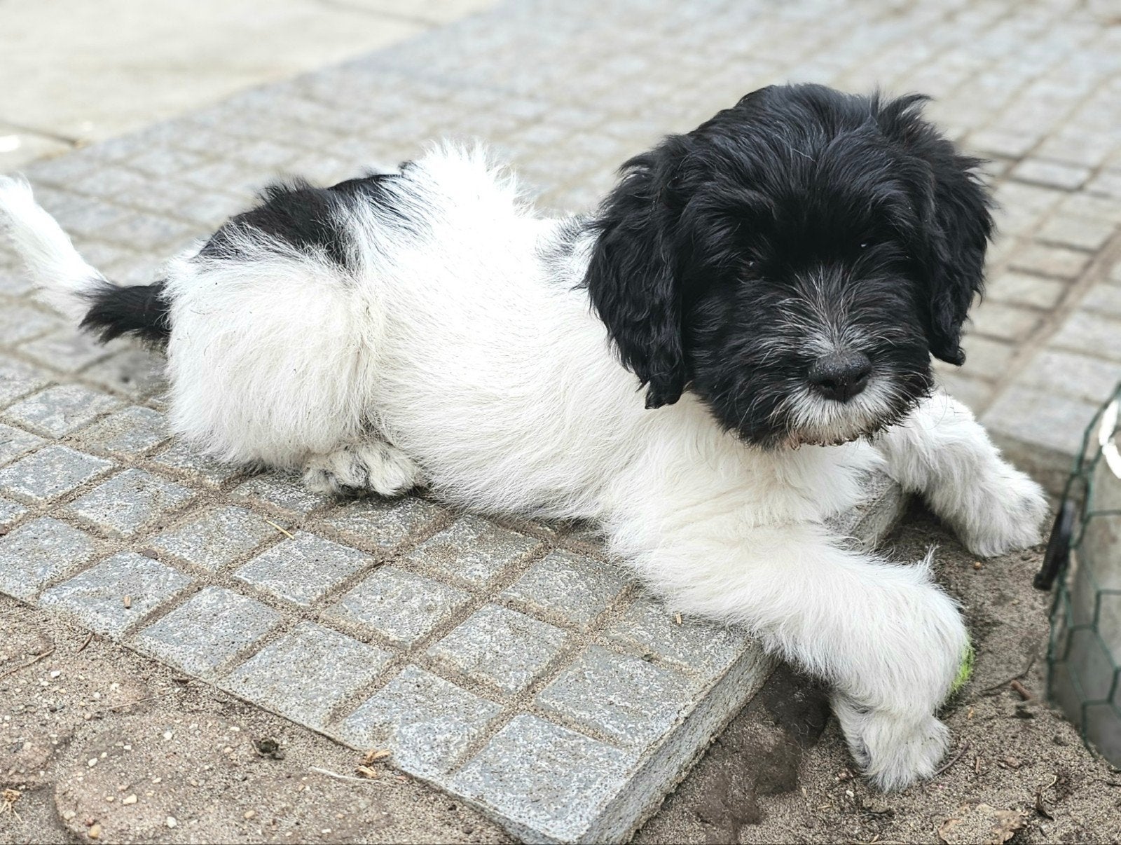 Laatste lieve doodle pup beschikbaar!, Parvo, Overige rassen, 8 tot 15 weken, Meerdere