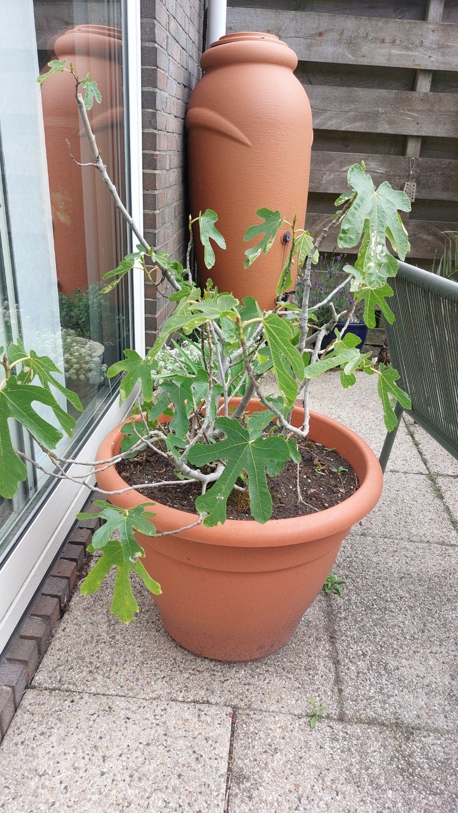 Vijgenboom (ca. 1m) zoekt plek in volle grond, Tuin en Terras, Planten | Tuinplanten, Ophalen, Volle zon, Vaste plant, Zomer