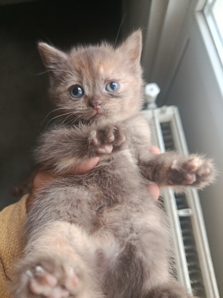 Britse korthaar kittens diverse kleuren :D, Dieren en Toebehoren, Katten en Kittens | Raskatten | Korthaar, Meerdere dieren, Ontwormd