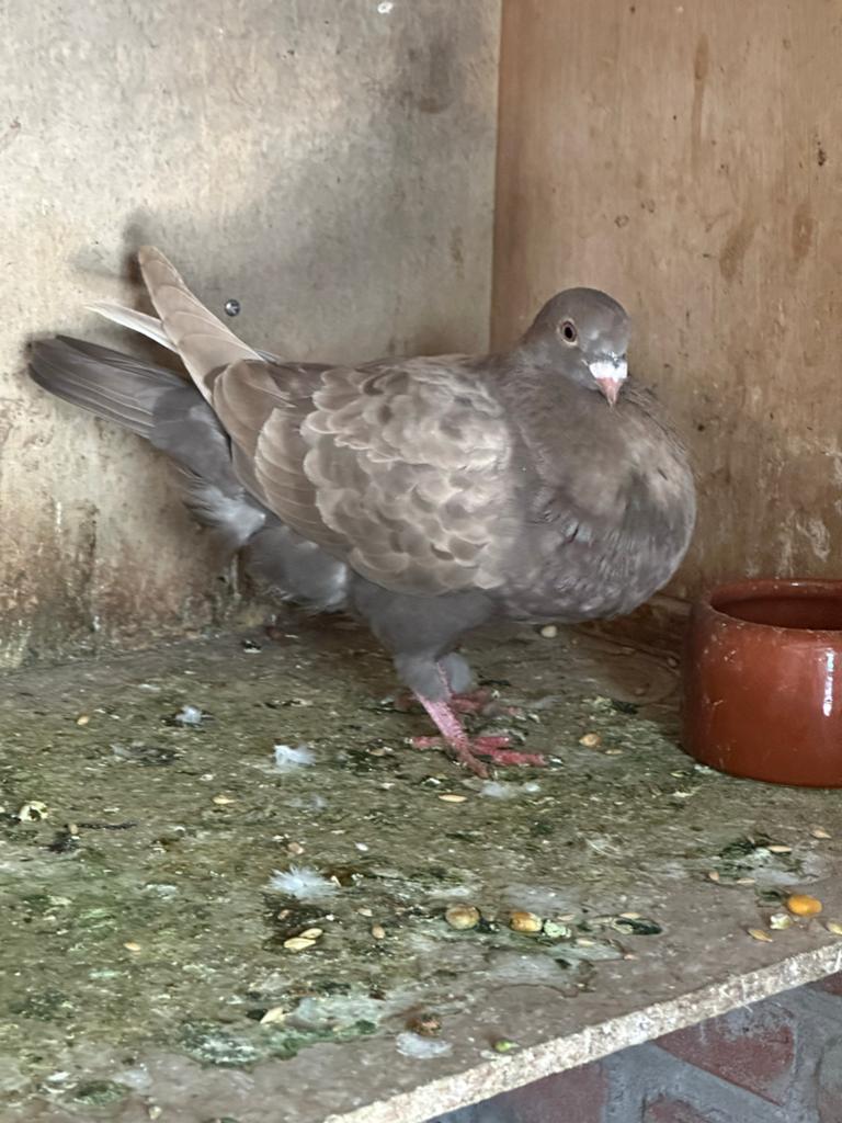 Laudino x canaria, Meerdere dieren