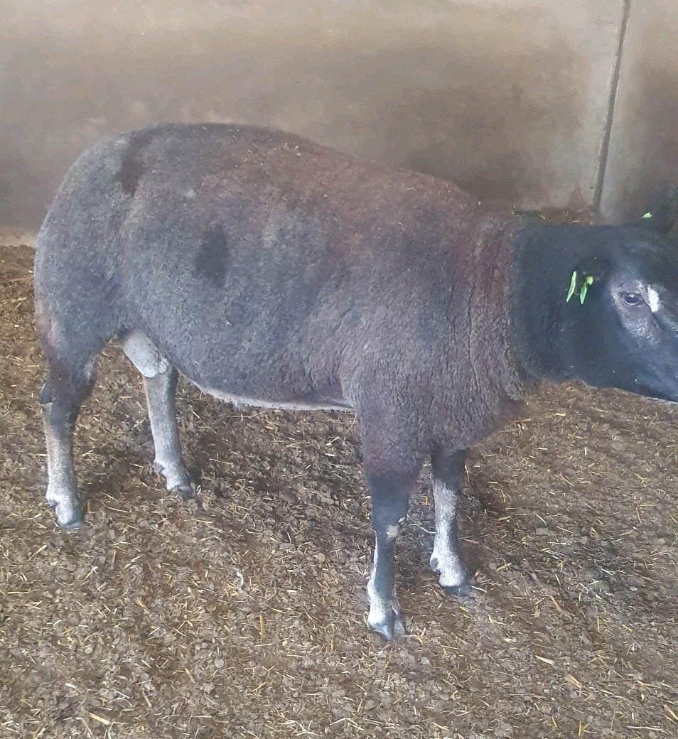 Dassenkop dekram, Mannelijk, Schaap