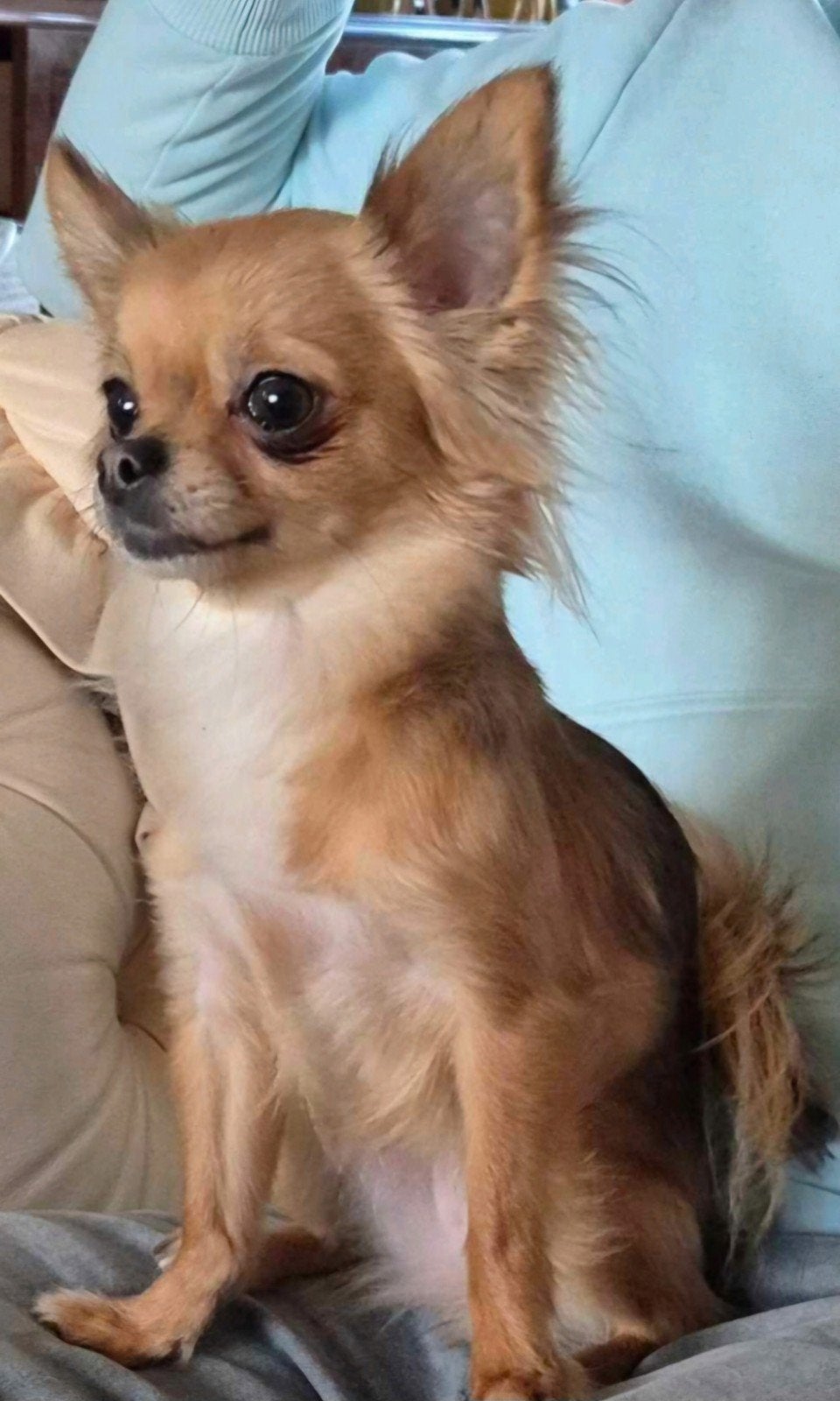 chihuahua ( gezocht), Ophalen