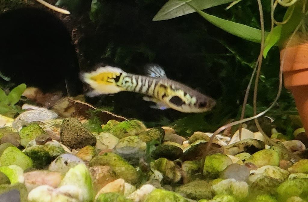 Guppen (gratis), Dieren en Toebehoren, Vissen | Aquariumvissen, Vis, Zoetwatervis