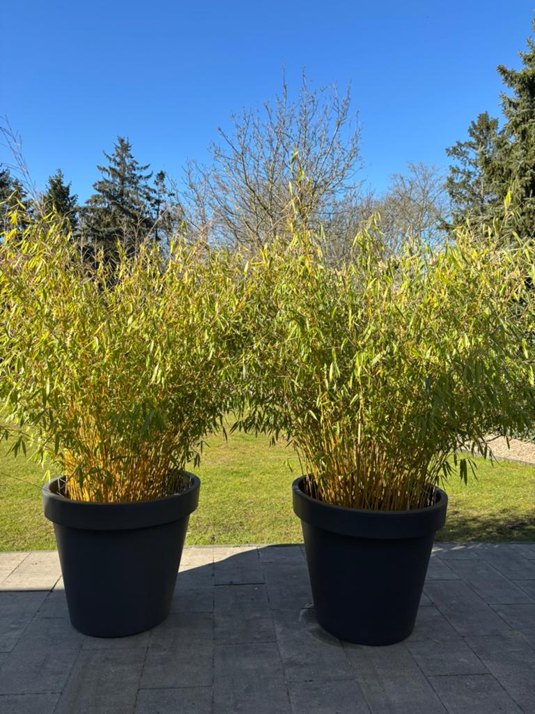 2 grote kunststof potten met bamboe, Tuin en Terras, Planten | Tuinplanten, Ophalen, Overige soorten, Volle zon