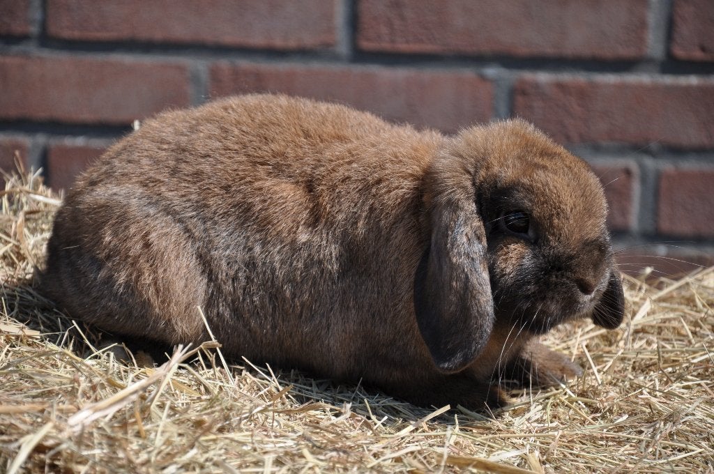 Nderlandse hangoor dwerg NHD gecastreerde ram, Dieren en Toebehoren, Konijnen, Mannelijk, Dwerg, Hangoor, 0 tot 2 jaar