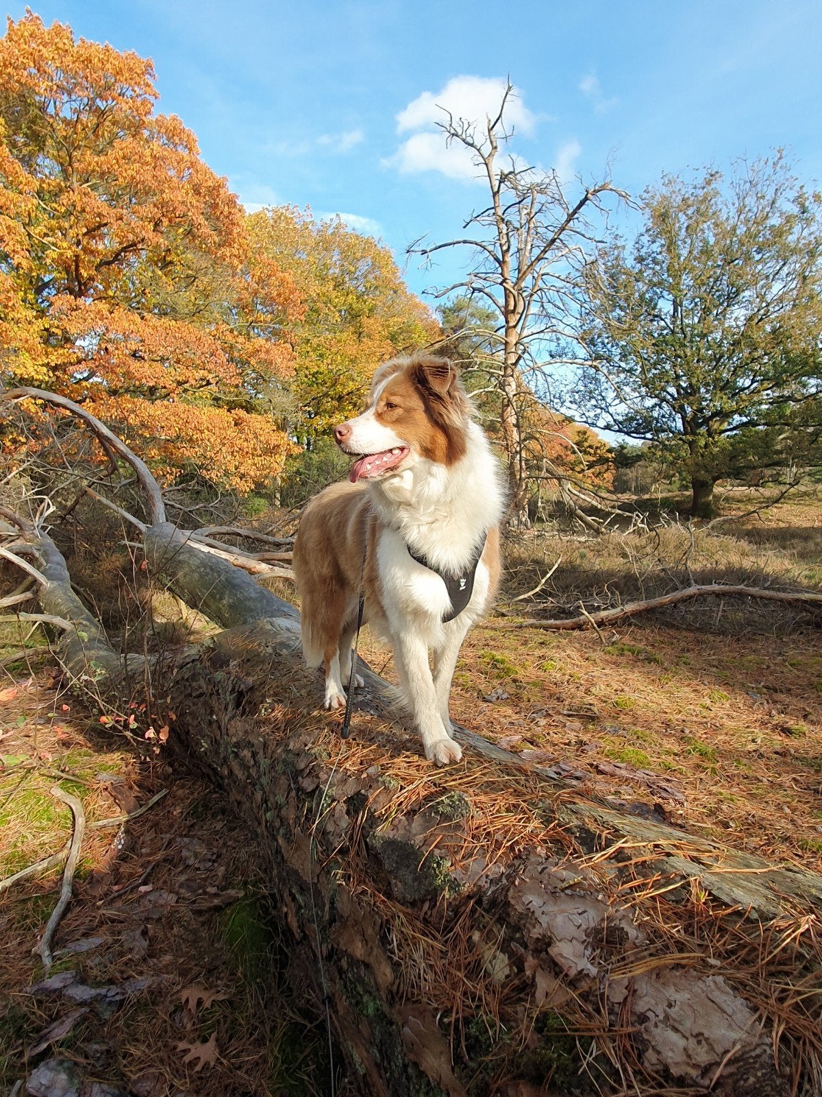 Australian Shepherd hond (teef) 5 jaar, Dieren en Toebehoren, Parvo, Teef, Eén hond, 3 tot 5 jaar