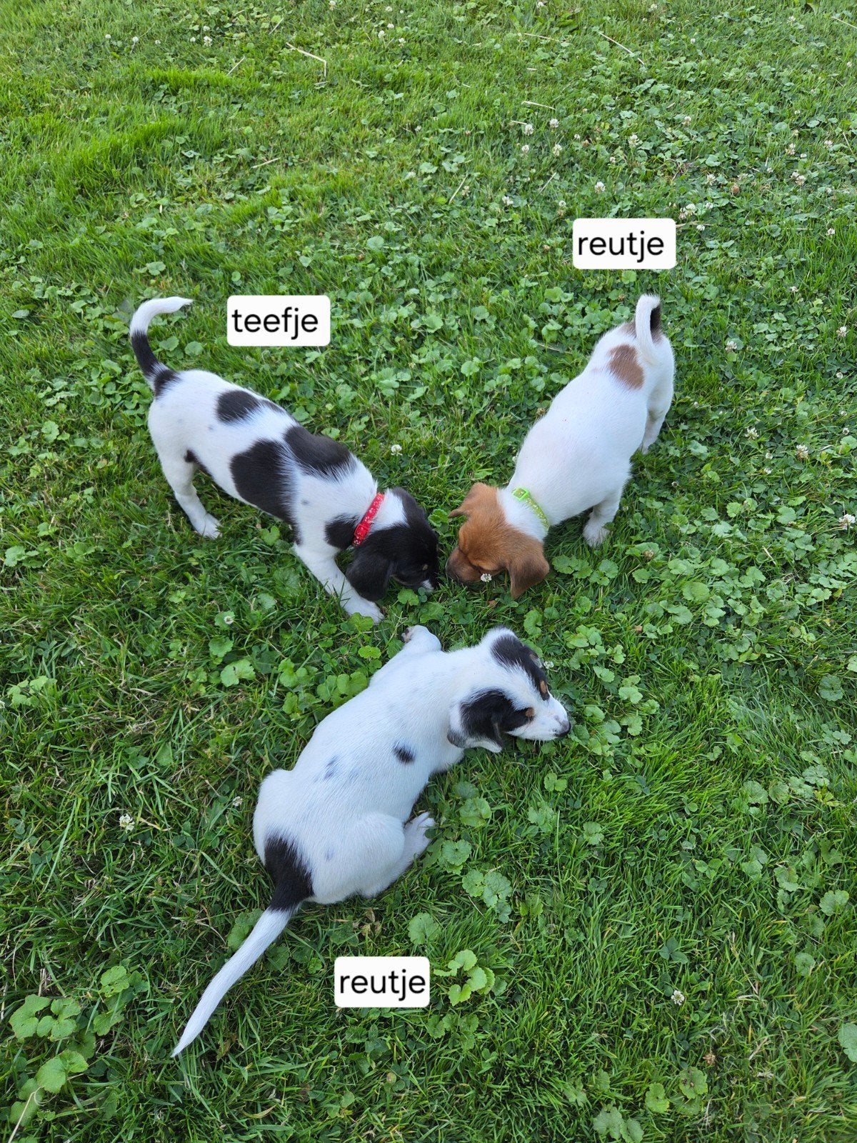 2 MOOIE BOERENFOX PUPS (2 REUTJES), 8 tot 15 weken, Parvo, Meerdere, Meerdere dieren
