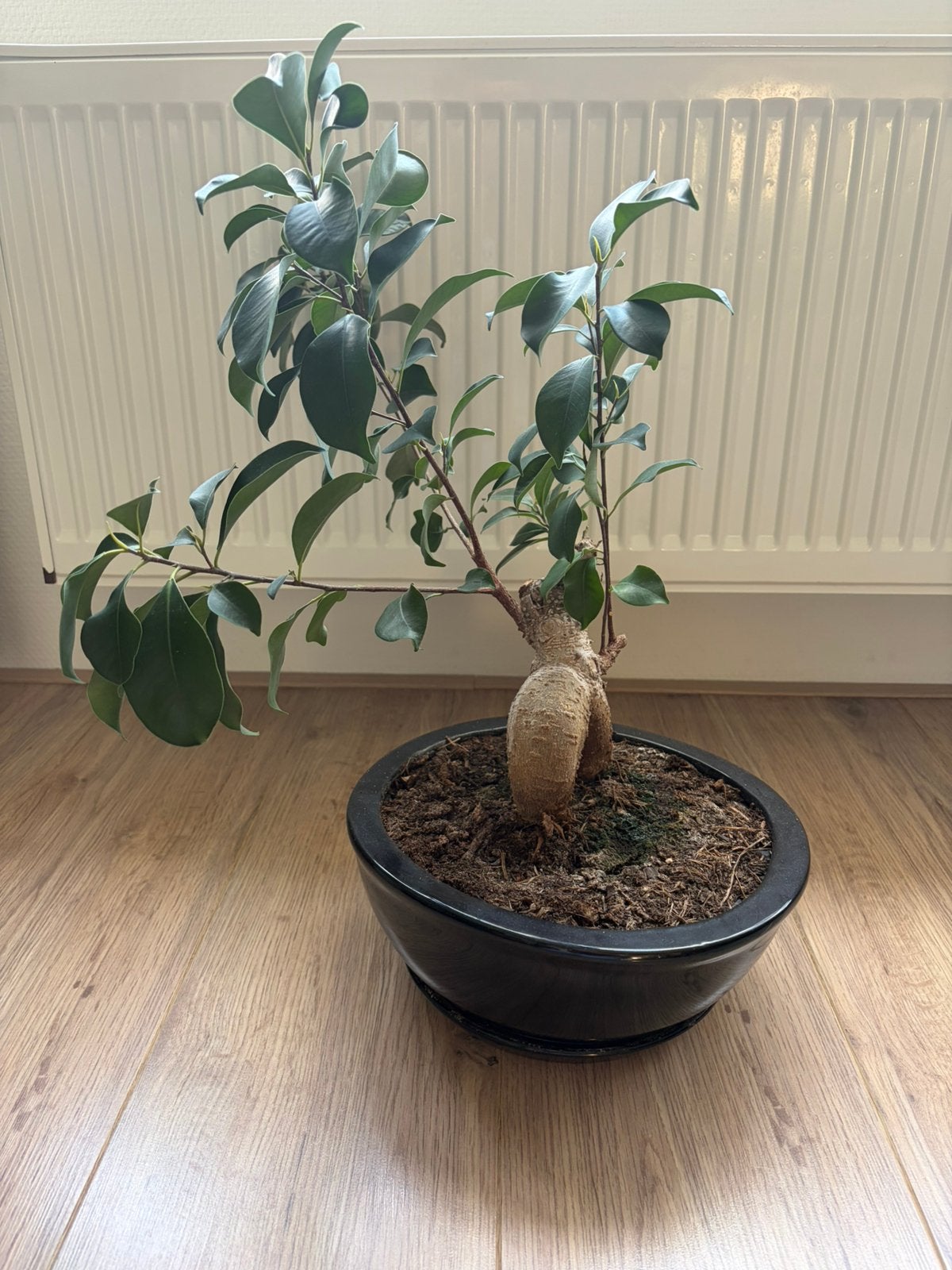Ficus bonsai inclusief pot, Huis en Inrichting, Ophalen, Ficus, Halfschaduw, In pot