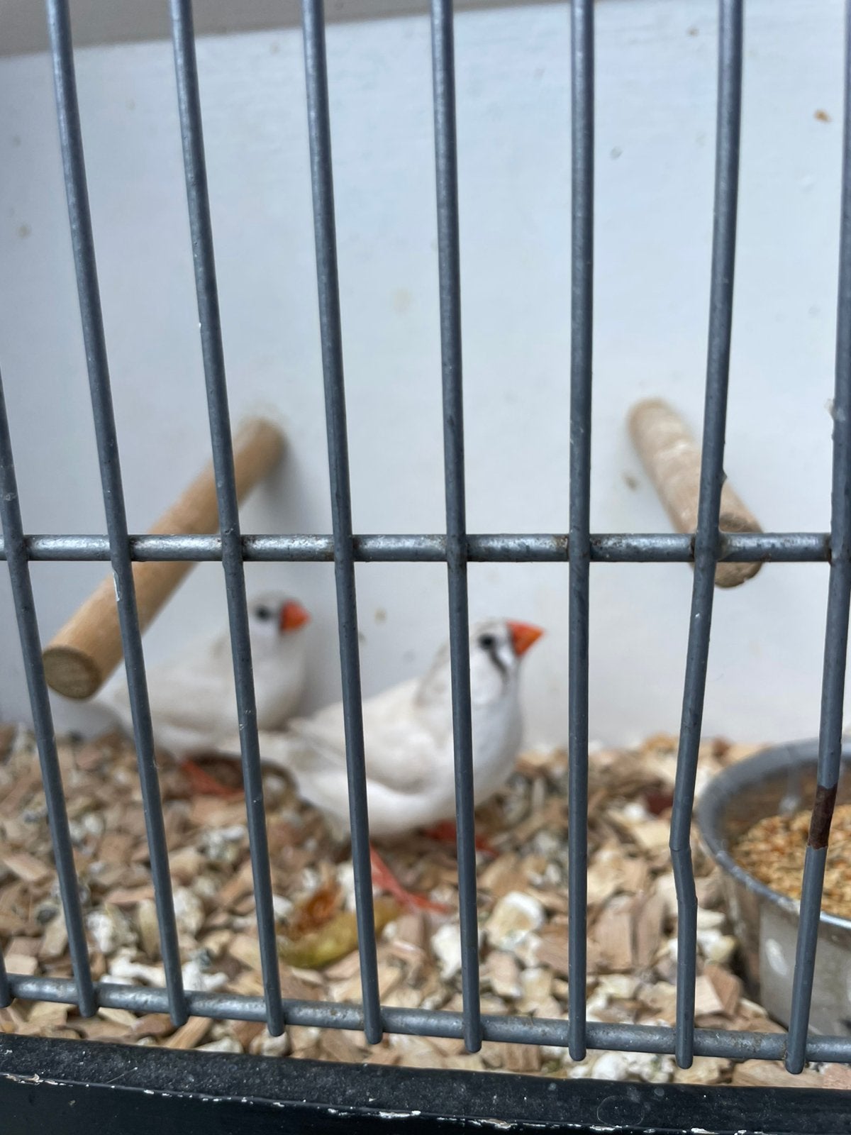 Mooie zebravinken, Meerdere dieren, Kleurkanarie