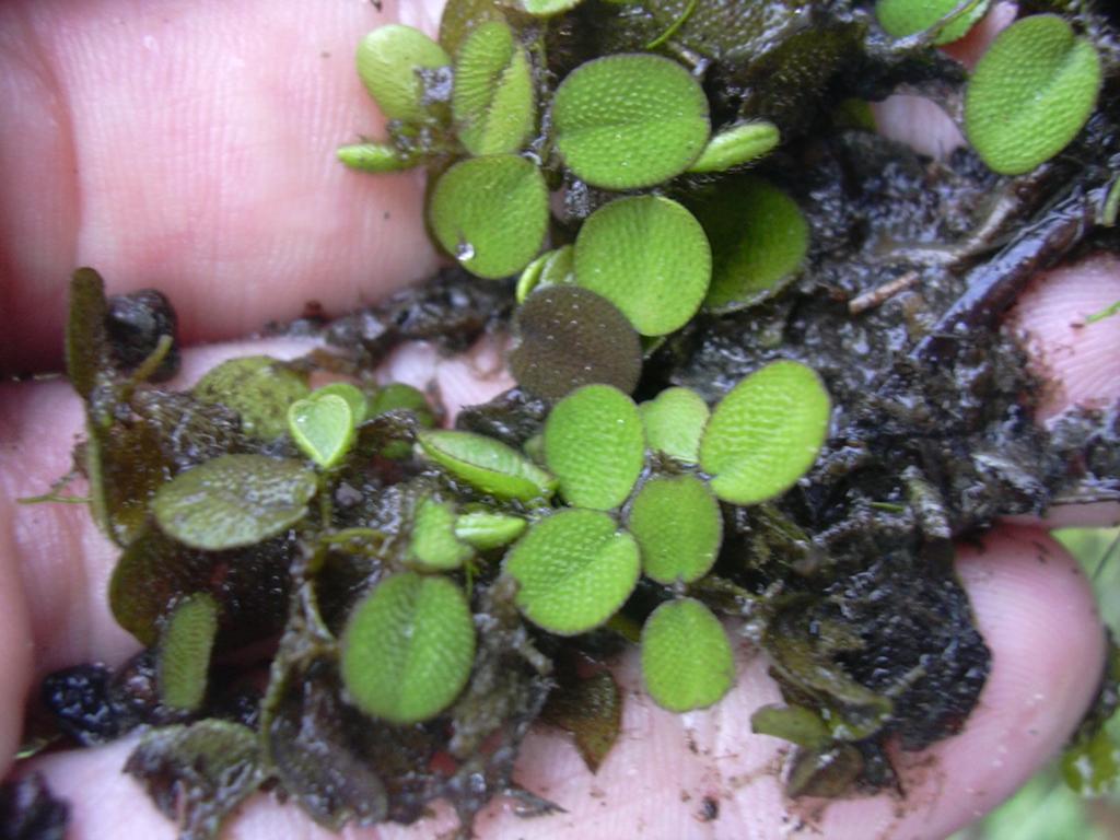 Aquariumplanten, Dieren en Toebehoren, Vissen | Aquaria en Toebehoren, Ophalen, Nieuw, Plant(en), Steen of Hout