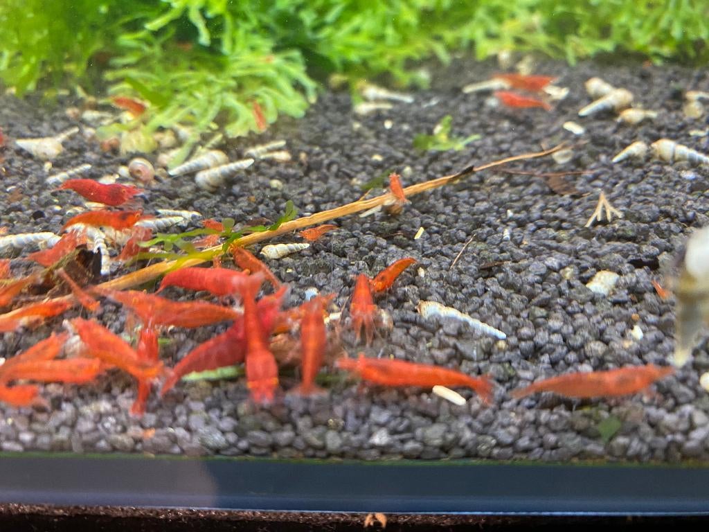 Bloody Mary OE (orange eyes), Red Demon, Neocaridina, Kreeft, Krab of Garnaal, Zoetwatervis