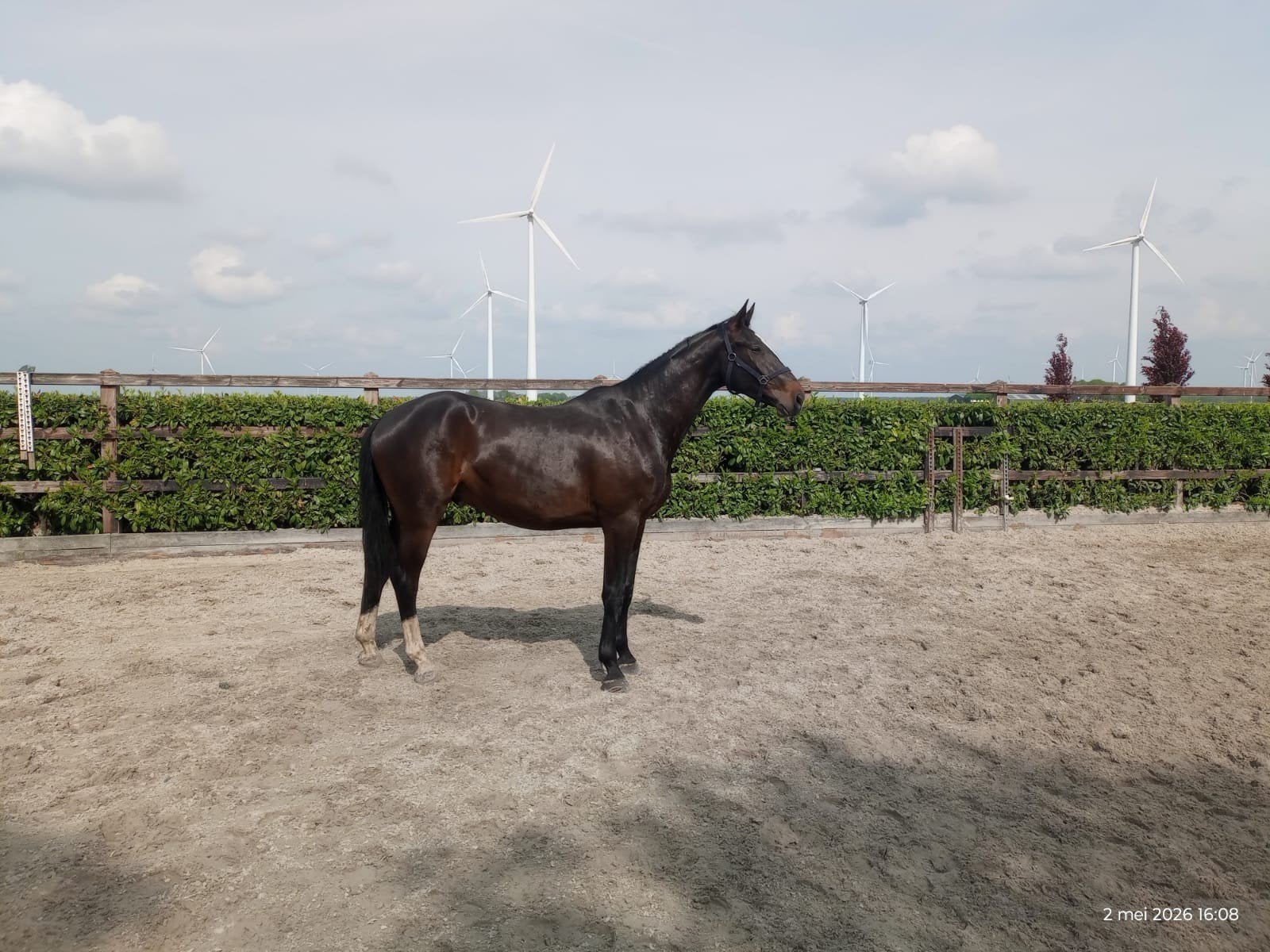grote brave 3 jarige ruin
