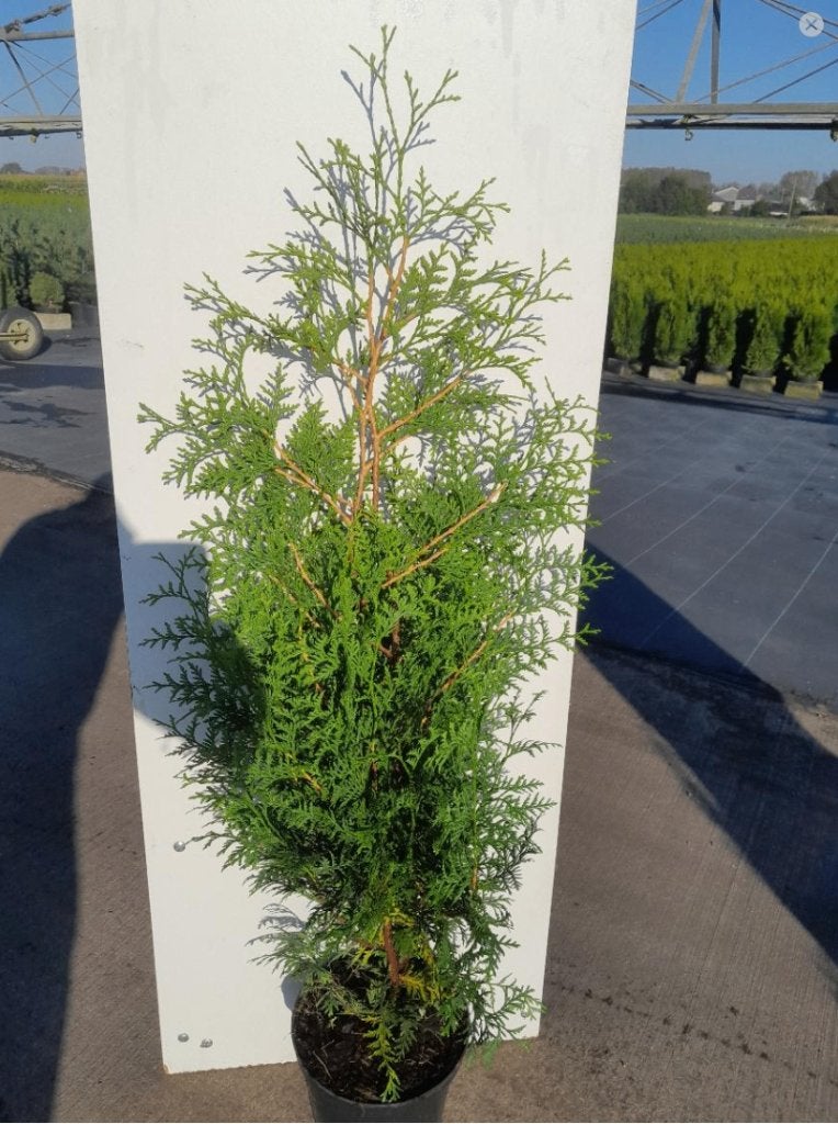 Thuja Brabant, potgekweekte haagconiferen, Verzenden, Conifeer, Haag, 100 tot 250 cm