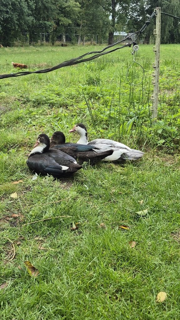Volwassen Muskus Eenden, Dieren en Toebehoren, Pluimvee, Meerdere dieren, Eend