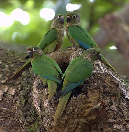 GEZOCHT GRATIS TROPISCHE VOGELS!!, Meerdere dieren