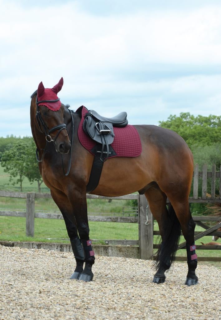 Weatherbeeta Prime dekje Maroon, Full Dressuur, VZH, Spring, Overige merken, Zadeldekje, Nieuw, Ophalen of Verzenden