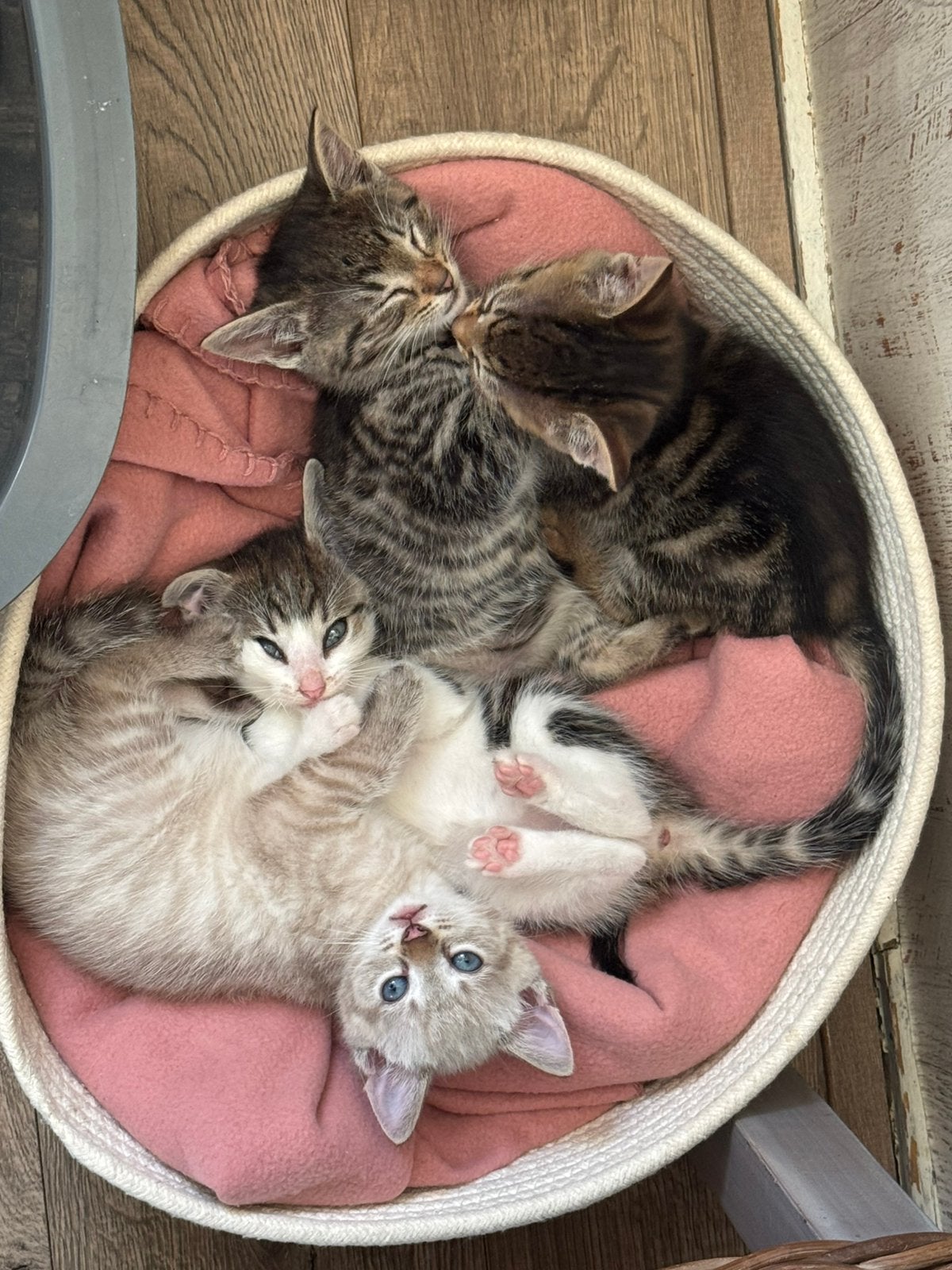Lieve kittens zoeken gouden mandje, Dieren en Toebehoren, Meerdere dieren, Kortharig, 0 tot 2 jaar