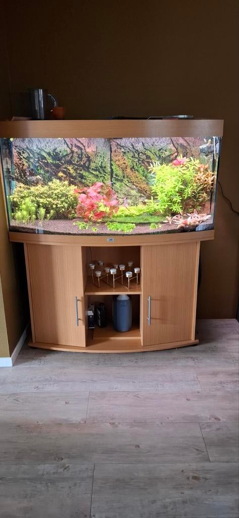 Zeer Complete nette juwel aquarium, Dieren en Toebehoren, Vissen | Aquaria en Toebehoren, Ophalen, Inclusief vissen, Juwel, Gevuld zoetwateraquarium