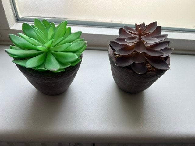 2 leuke cactussen in stenen pot uit rook en stofvrij huis, Tuin en Terras, Overige soorten, Volle zon, Vaste plant, Ophalen of Verzenden