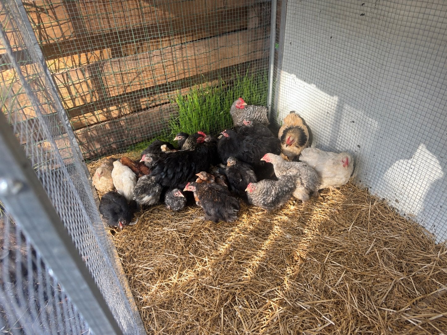 Cochin kriel kuikens, Dieren en Toebehoren, Meerdere dieren, Kip
