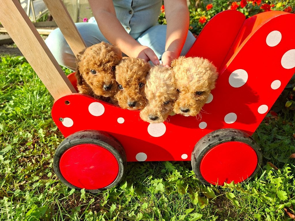 Pups Australian cobberdoodle x poedel, Overige rassen, 8 tot 15 weken, CDV (hondenziekte), Meerdere