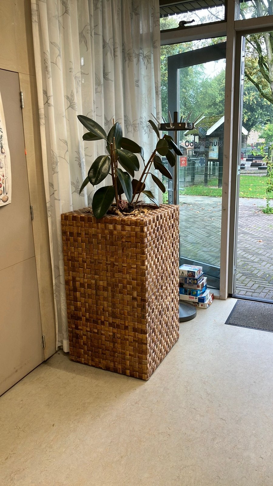 Grote kamerplant in rieten mand, Ophalen, Ficus, Halfschaduw, In pot