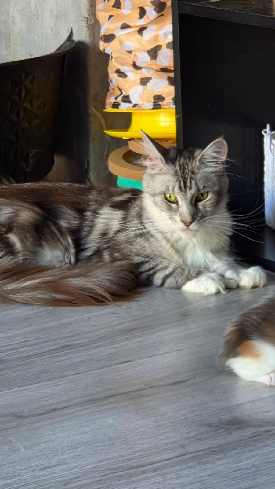2 maine coon dames, Dieren en Toebehoren, Poes, Met stamboom, 0 tot 2 jaar
