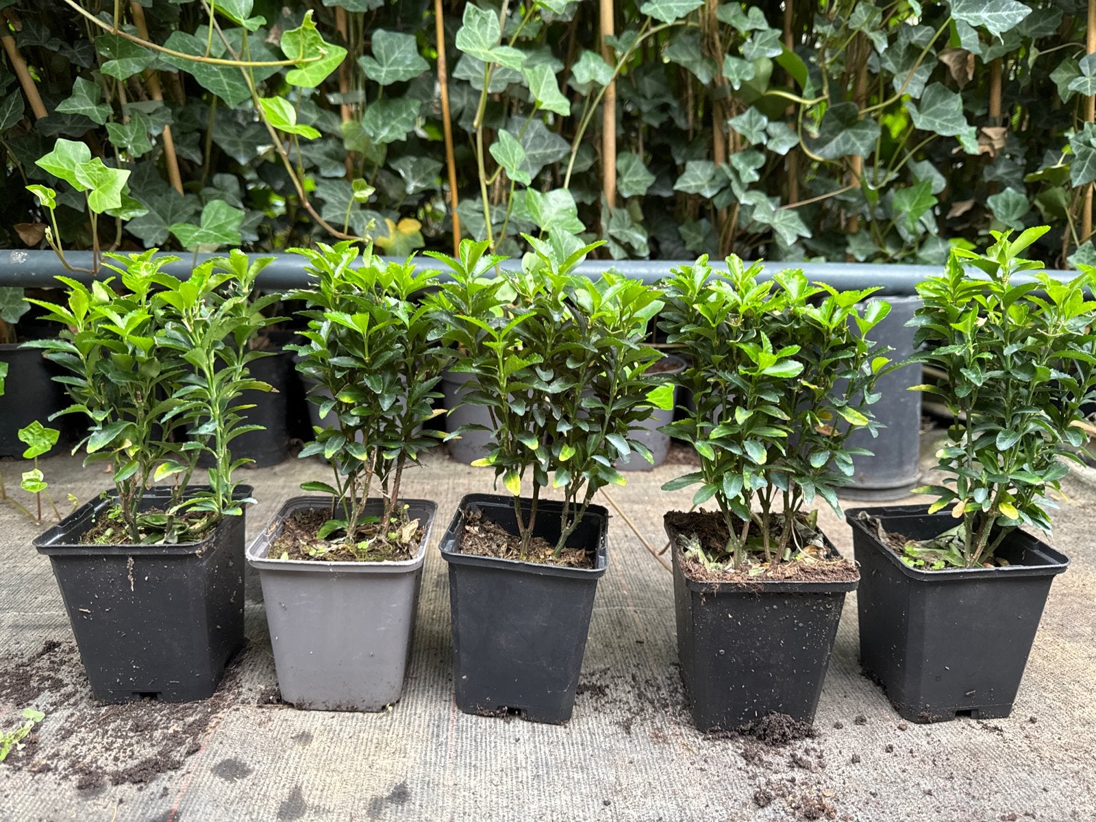 Haagplanten Euonymus Green Spire - Diverse Maten, Vaste plant, Bloeit niet, Halfschaduw, Ophalen