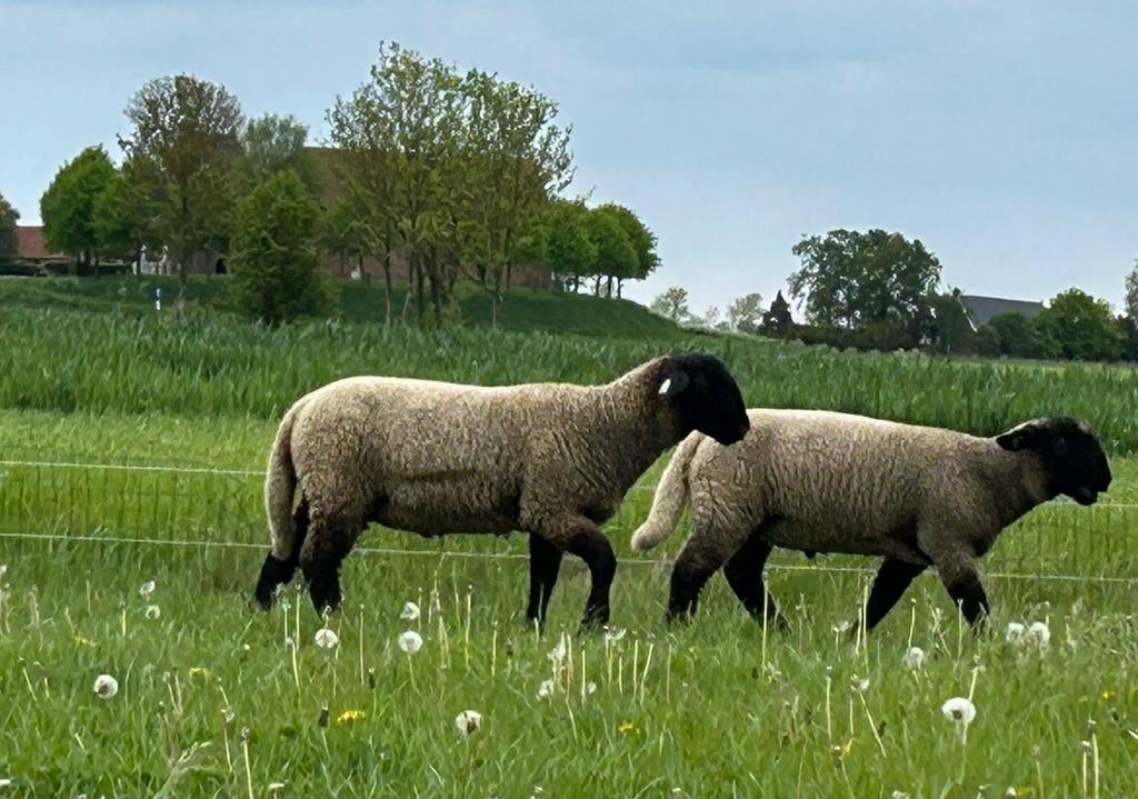 Suffolk rammen januari 2026, Dieren en Toebehoren, Mannelijk, Schaap