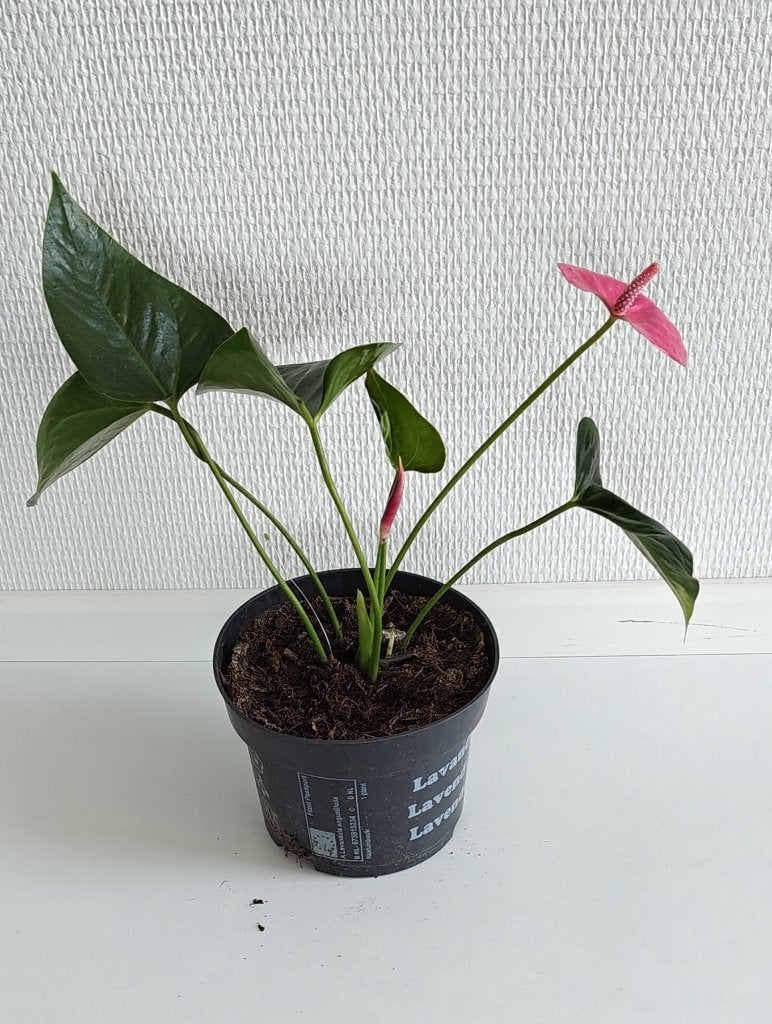 ANTHURIUM / Flamingoplant - nr.3, Ophalen, Overige soorten, Halfschaduw, Minder dan 100 cm