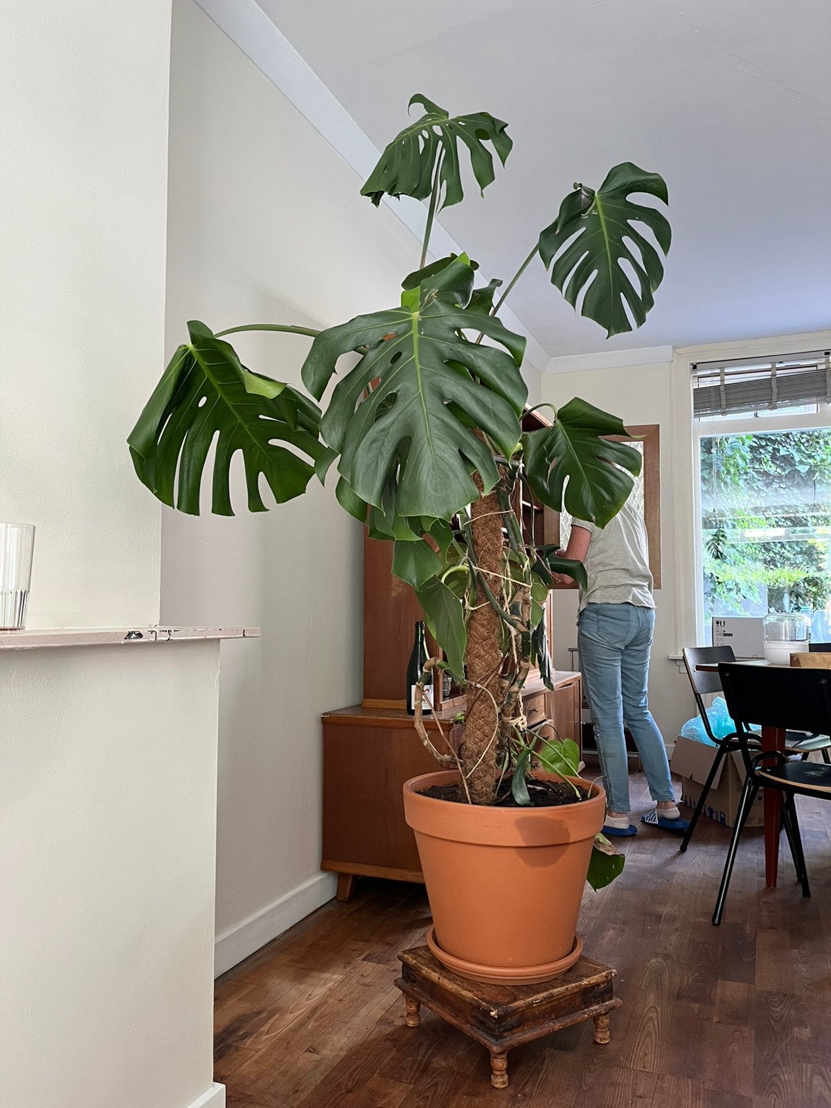 Kamerplant met stenen pot, Ophalen, Halfschaduw, Minder dan 100 cm