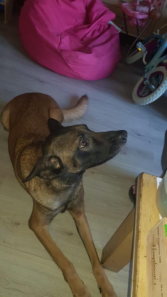 2 honden teefjes, Dieren en Toebehoren, Honden | Herdershonden en Veedrijvers, 6 jaar of ouder, Teef, Meerdere, Herder