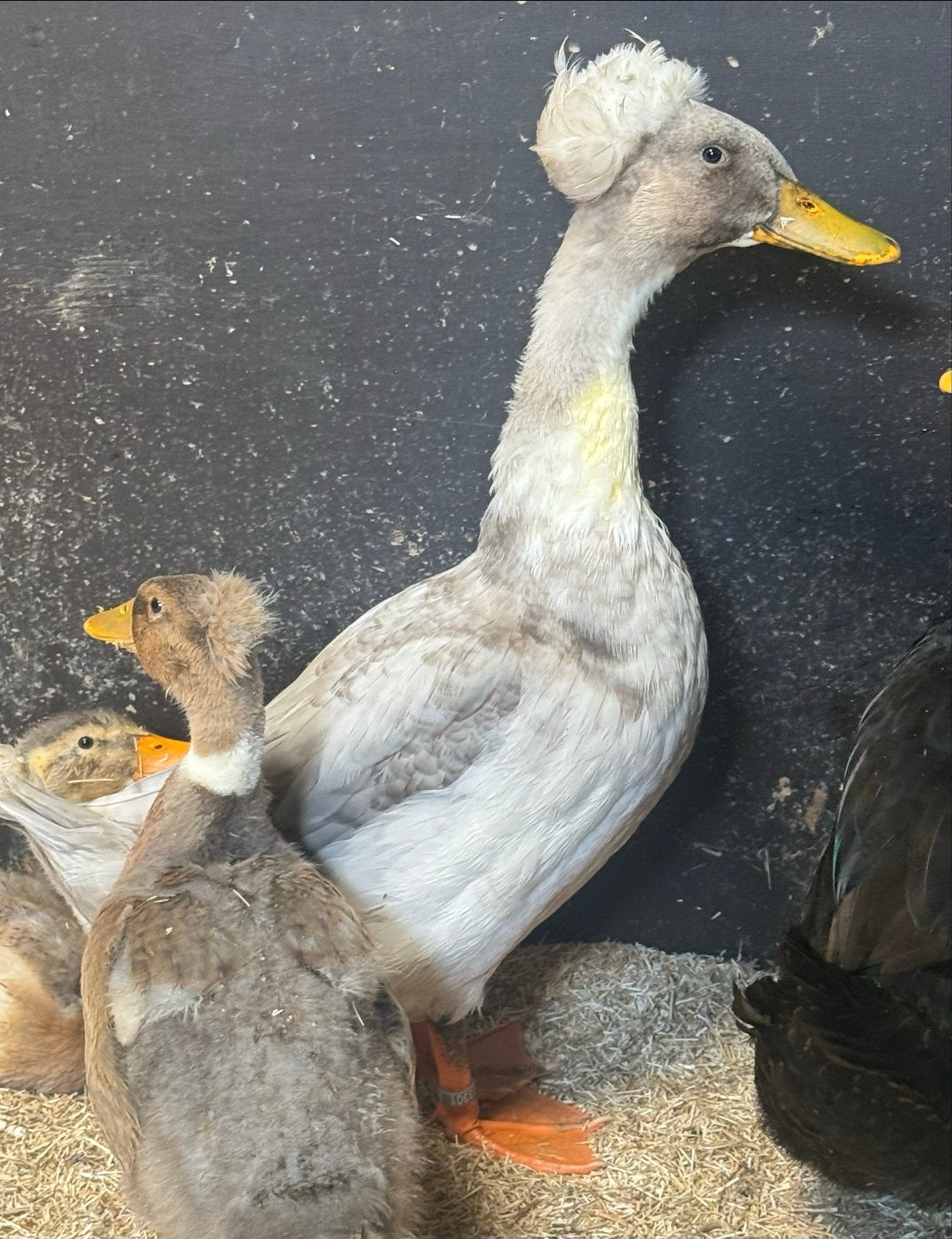Oudhollandse kuifeenden, Dieren en Toebehoren, Pluimvee, Mannelijk, Eend