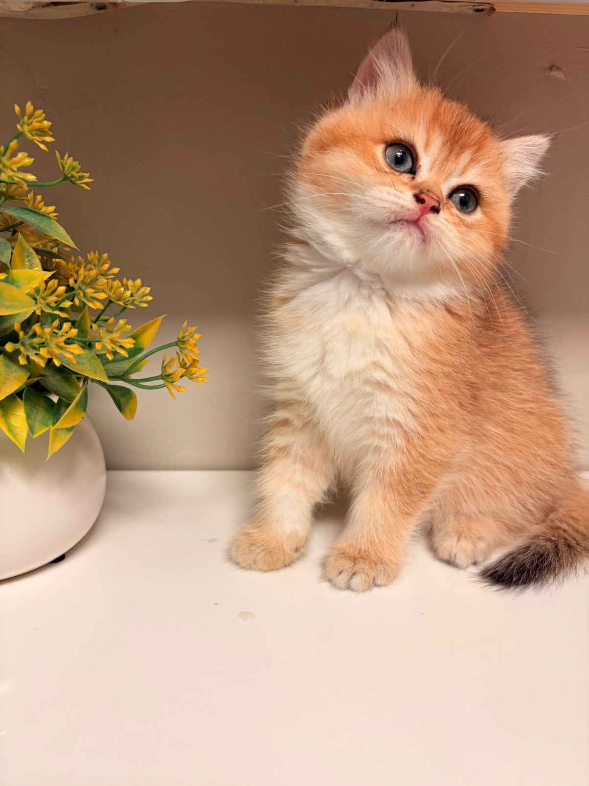 Britse Korthaar Black Golden Shaded kittens te koop, Meerdere dieren