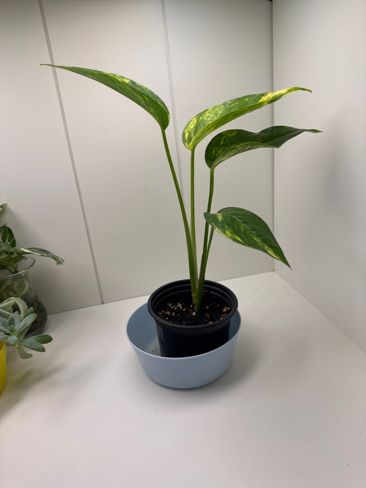 Epipremnum Pinnatum Cintho Goldfinger plantje nr 5, Huis en Inrichting, Groene kamerplant, Ophalen, Overige soorten, In pot