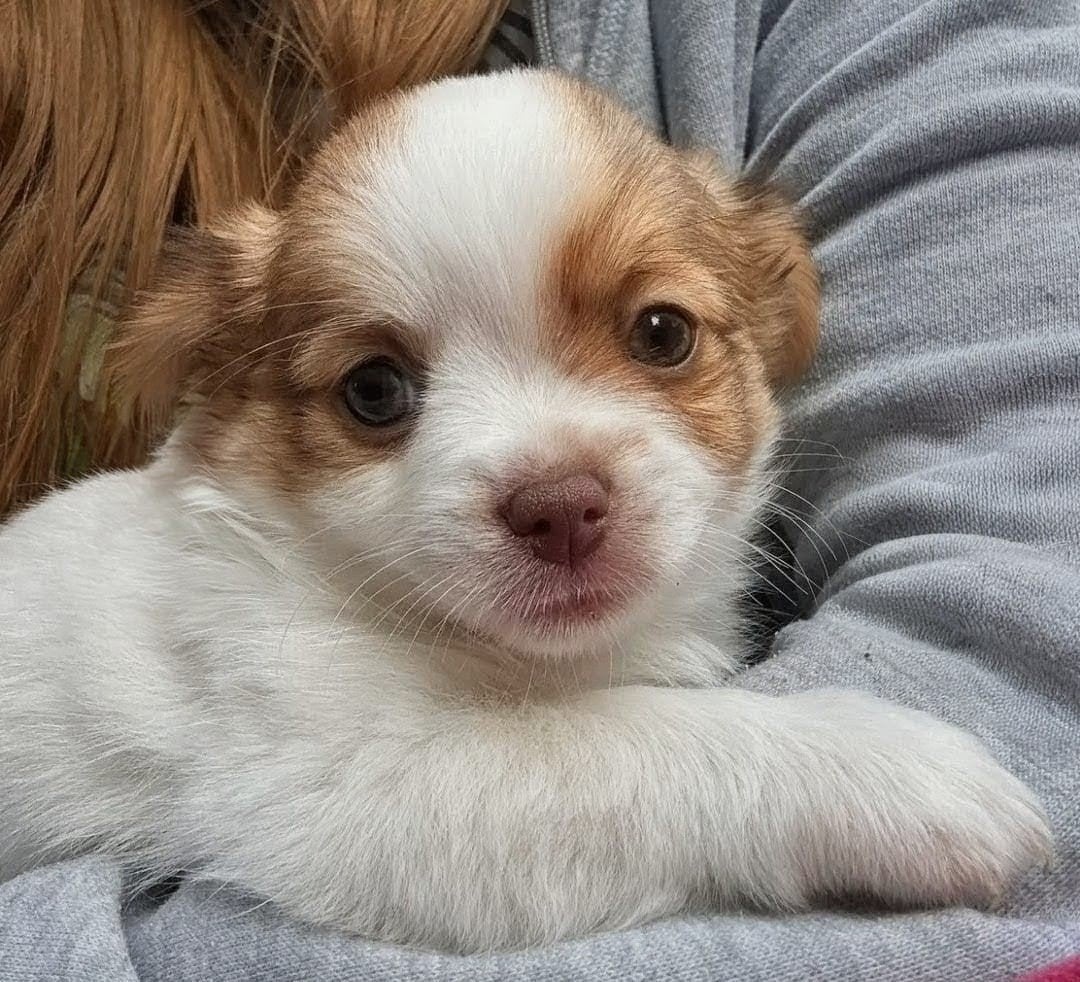 2 Chihuahua Mädels und 1 Rüde, Dieren en Toebehoren, Honden | Chihuahua's en Gezelschapshonden, 8 tot 15 weken, Meerdere, Meerdere dieren