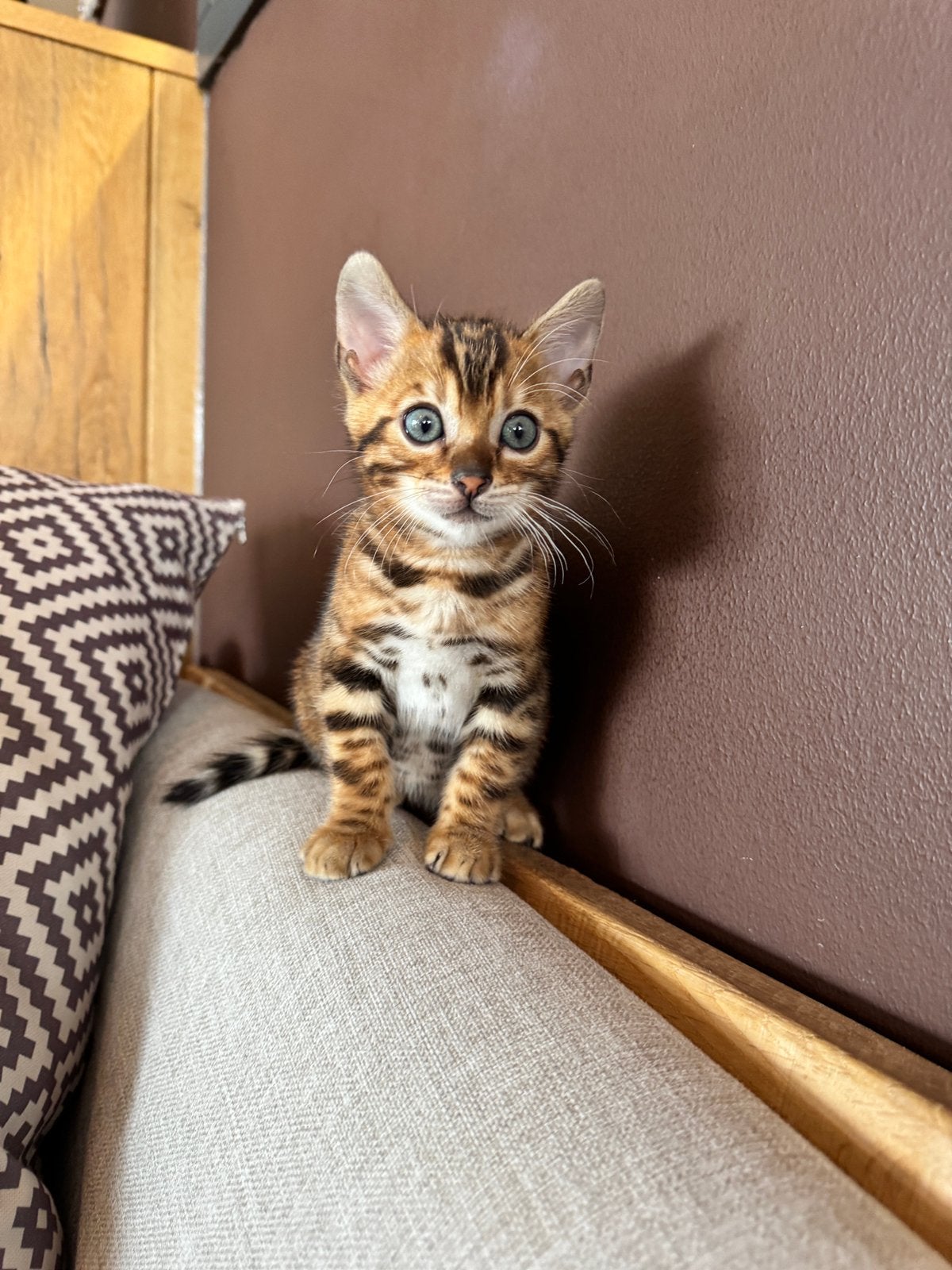 Bengaalse kitten, Kater, Met stamboom