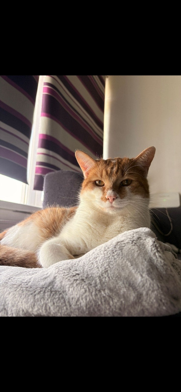 SPOED, Kater geboren 13 augustus 2025, Dieren en Toebehoren, Katten en Kittens | Overige Katten, Kater