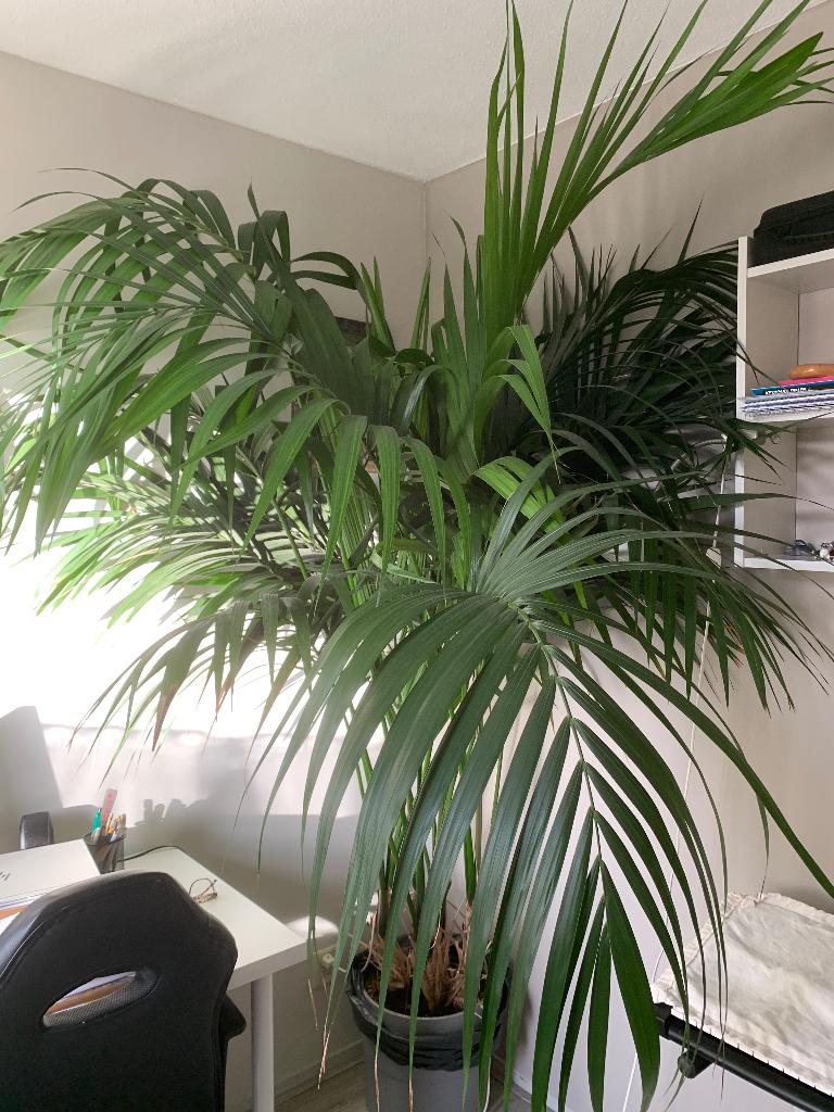Grote Palm, Ophalen, Gebruikt