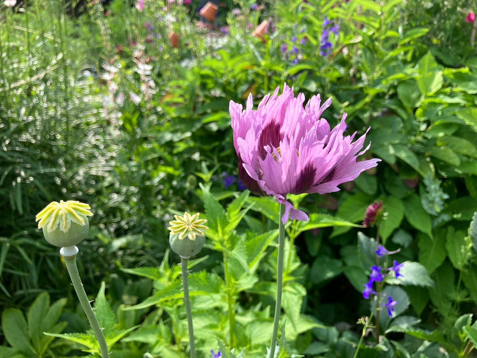 Papaver zaden lichtroze, Verzenden, Najaar, Volle zon, Zaad