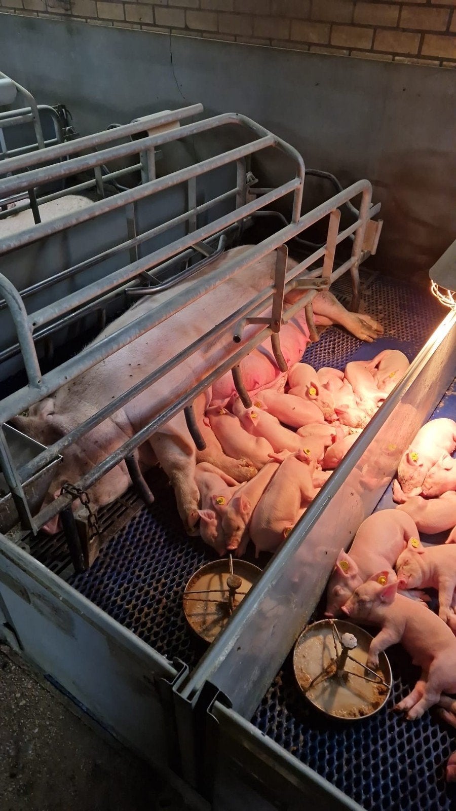 Kraamhokken 78x, Dieren en Toebehoren, Ophalen of Verzenden