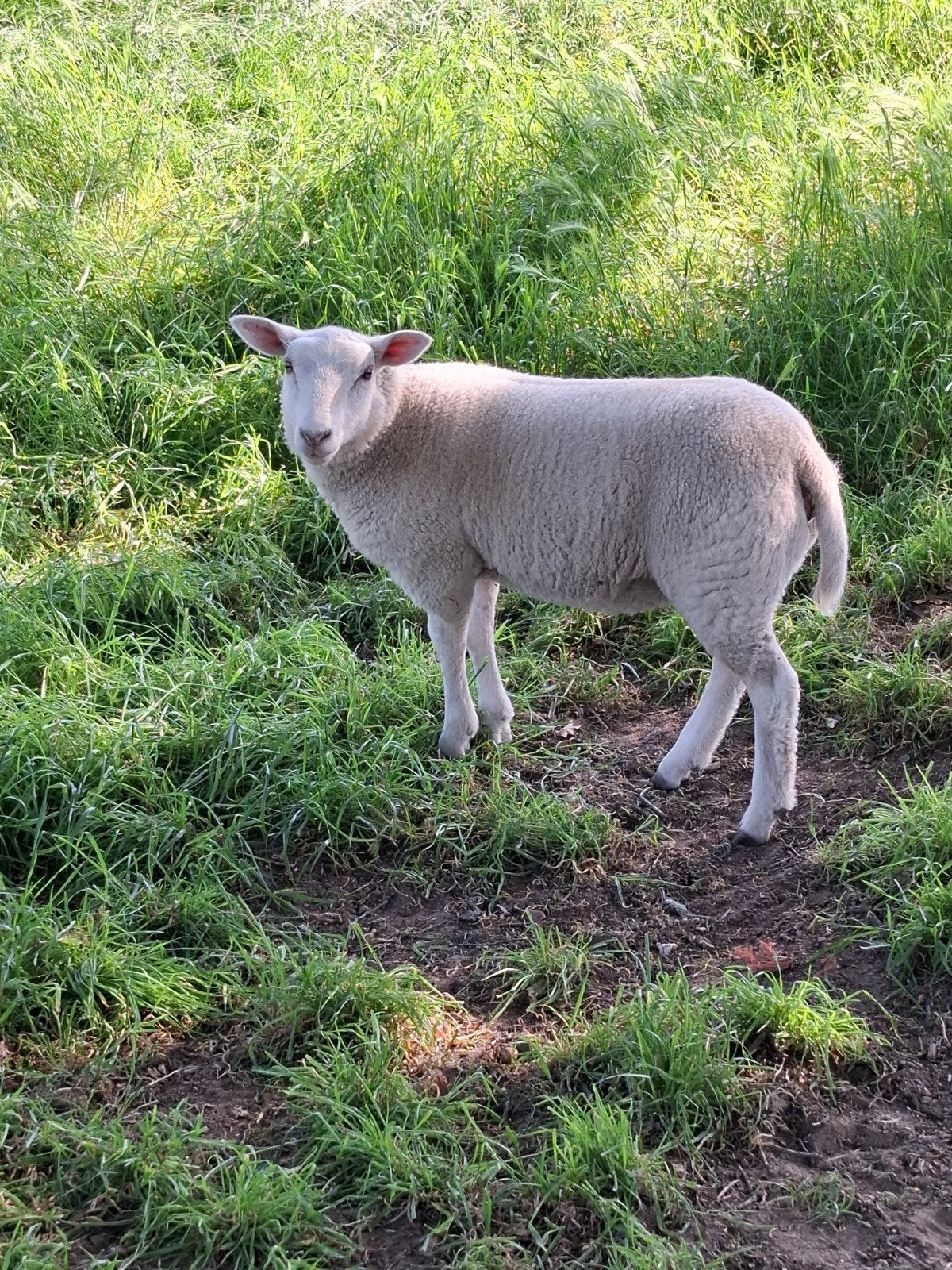 Swifter fok lammeren en dekram, Meerdere dieren, Schaap