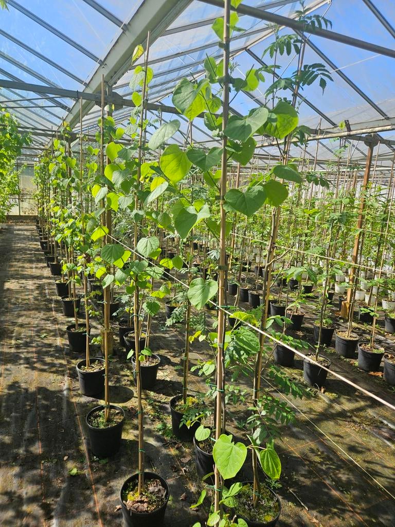 Cercis canadensis te koop!, Tuin en Terras, Halfschaduw, Overige soorten, Lente, 100 tot 250 cm