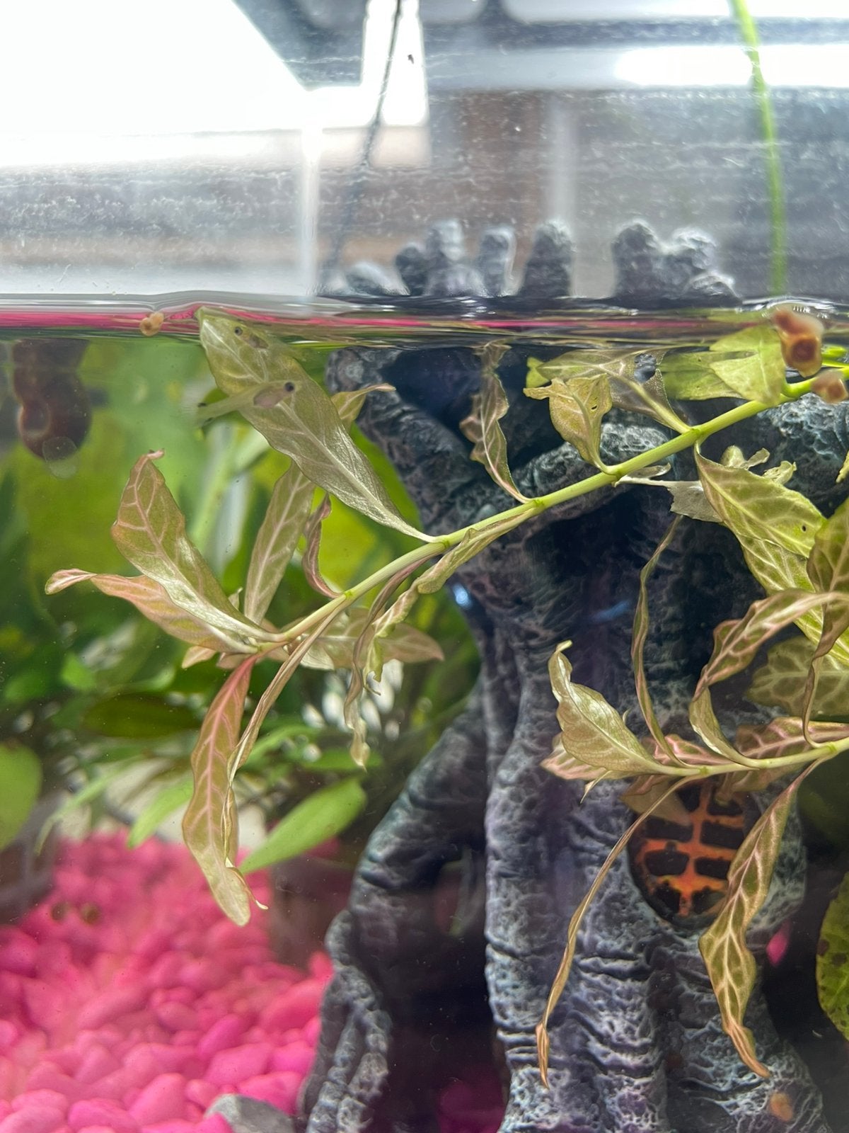 Baby guppies, Ophalen, Nieuw, Overige typen