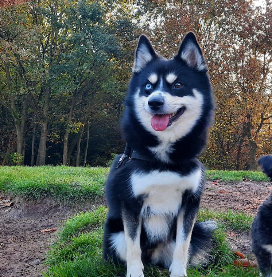 Pomsky F1 ervaren dekreu. EMBARK DNA getest HD ED & PL vrij, Dieren en Toebehoren, Honden | Dekreuen, Reu, Parvo, Eén hond, 3 tot 5 jaar