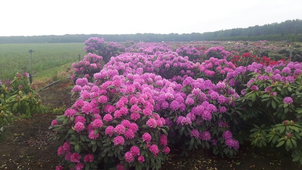 PRACHTIGE RHODODENDRONS, Tuin en Terras, Ophalen of Verzenden, Volle zon, Overige soorten